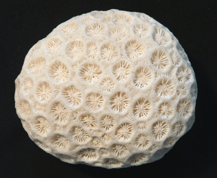 Coral Stone - 6 cm